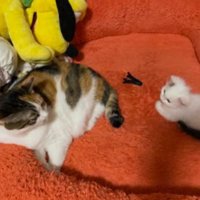 並んでいる2匹の猫