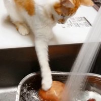 水に浮いているリンゴに前足を伸ばす茶白猫