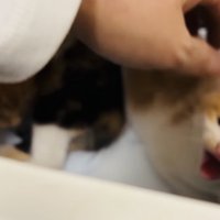 父ちゃんに触られて威嚇する白茶子猫