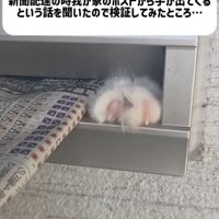 郵便受けから出てくるミックス猫の手