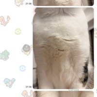 3分割した猫の写真を縦に並べてスクショした画面