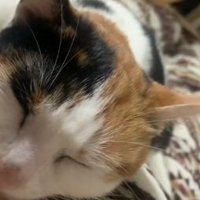 寝ているミケ猫