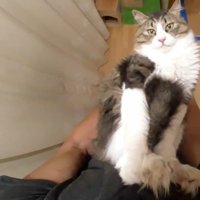 首を傾けてこちらを向いた姿