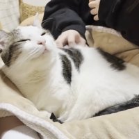 背中を撫でてもらう猫ちゃん（お顔が左向き）