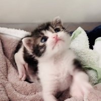 毛布の上で寛ぐ赤ちゃん猫