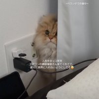 カーテン裏から顔を出す猫