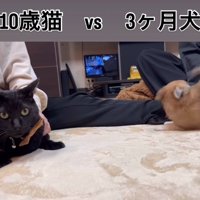 遊びに誘う子犬