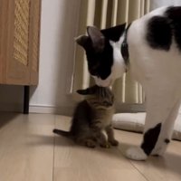 子猫を舐める白黒猫2