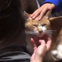 子どもたちになでられる猫
