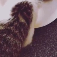 ごはんを食べる子猫