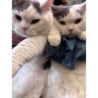 抱かれている猫