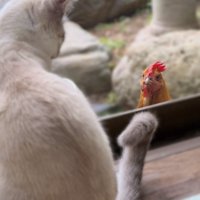 鶏と見つめ合う猫