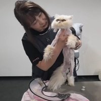 持ち上げられる猫