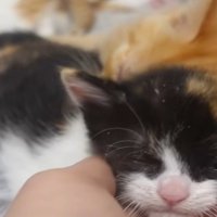 手に顎を乗せる三毛猫