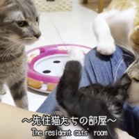 子猫の周りにいる成猫たち