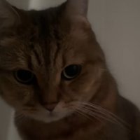 室内にいる猫