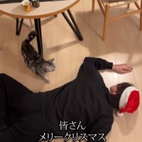 倒れている人に近づく猫