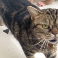 飼い主の言葉に反応して口を開ける猫