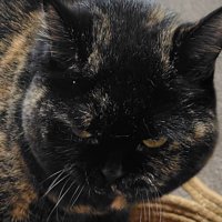 難しそうな表情を浮かべるサビ猫