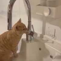 流しに座っている猫