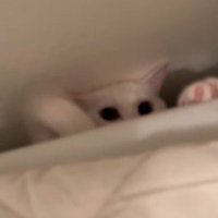 洗濯機裏の猫