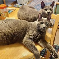 テーブルの上にいる2匹のグレー猫