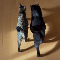 歩く姿のアップ