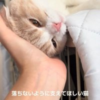 頭を支えられる猫