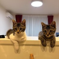 並んで座る2匹の子猫