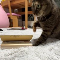 身を引く猫