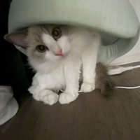 ペット用ベッドを頭に乗せて座る猫