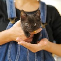 抱っこされる子猫
