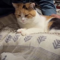 撫でてもらっている猫