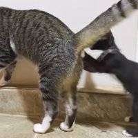 猫のお尻にタッチする白黒の子猫