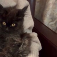 抱かれている子猫