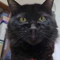 黒猫の正面顔