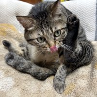 毛づくろいをする猫