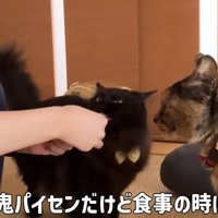 おやつを食べる猫達