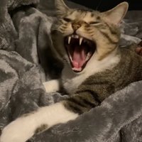 あくびをしている猫