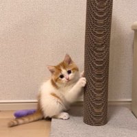 再びこちらを向く猫