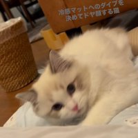 冷感マットの上で体を起こす猫