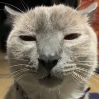 ウォンバットに似ている猫