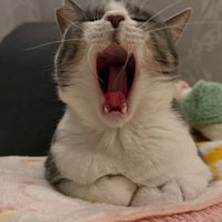 あくびをする猫