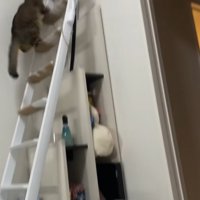 階段はしごを登る猫