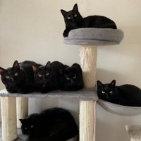 キャットタワーに座る黒猫たち