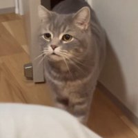 飼い主さんを見つめるメルくん