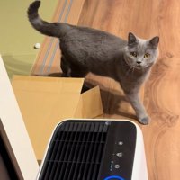 見上げる猫