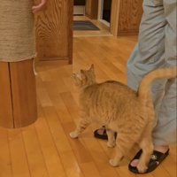 人の手を見る猫