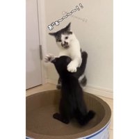 猫と子猫のケンカ