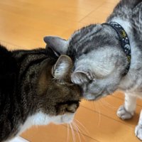 キッチンにいる猫たち